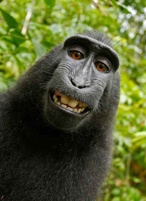 black chimpanzee smiling