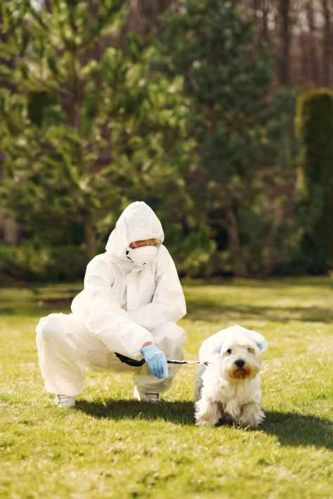 person wearing white protective suit sitting on green grass field with white dog